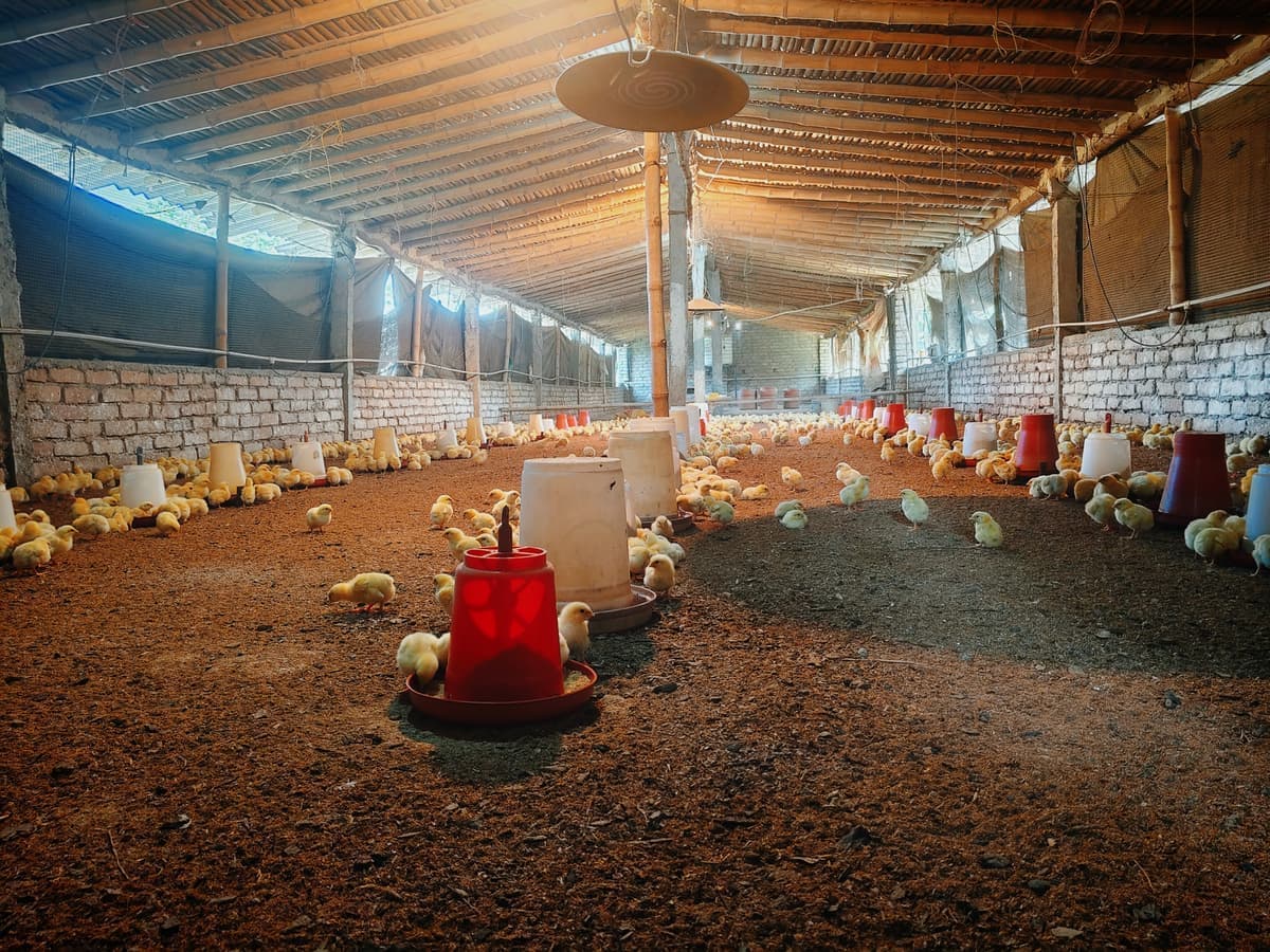 Green Valley Poultry Farm — Panoramic View